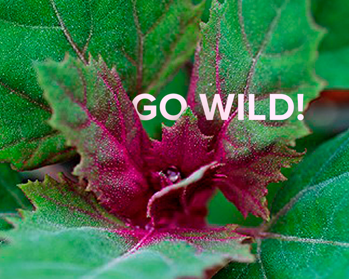 GO WILD