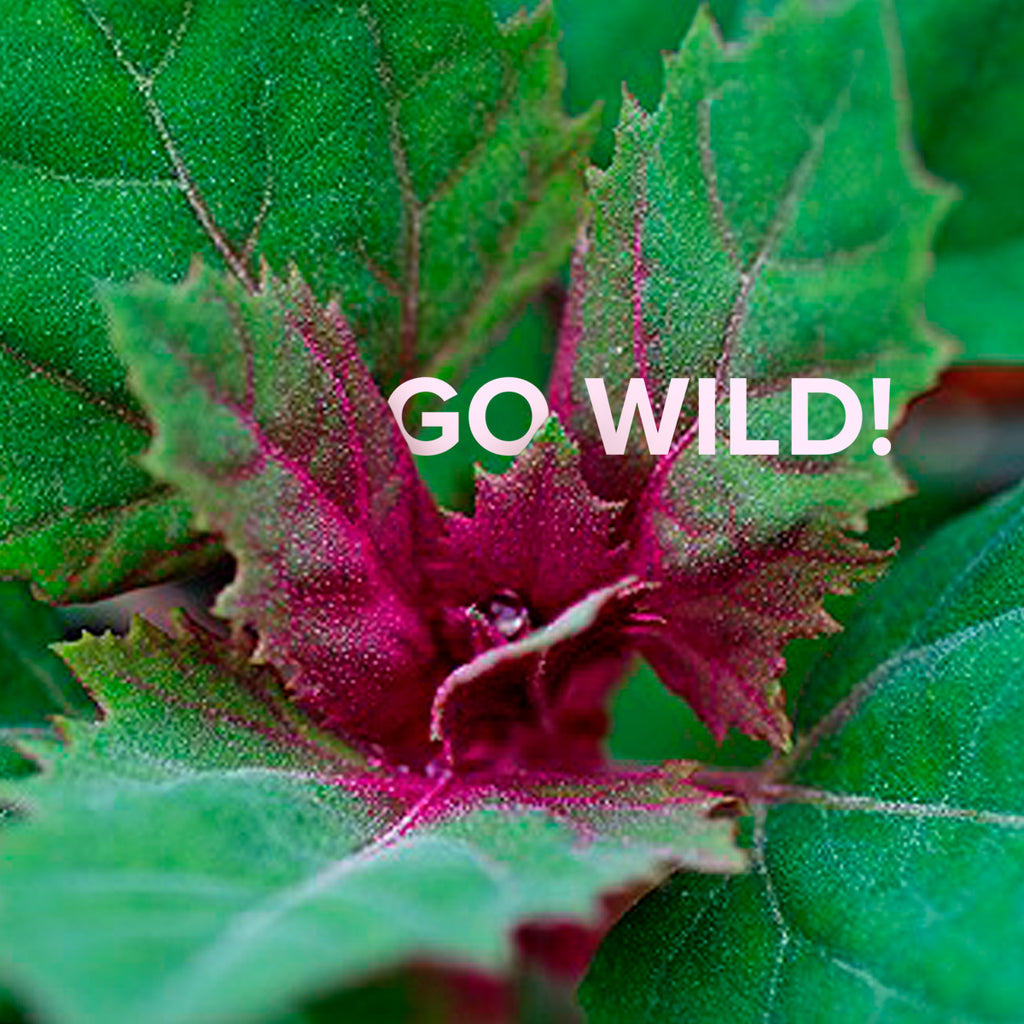 GO WILD